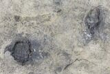 Plate of Four Ceraurus Trilobites - Walcott-Rust Quarry, NY #138810-3